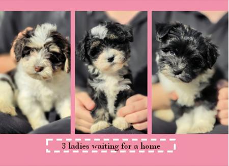 Havanese puppy for sale by CUBANPRIDE