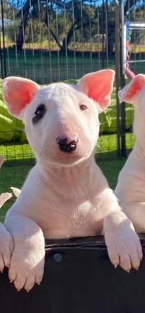 Bull Terrier puppy for sale by CYCLOP