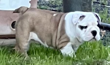 British Bulldog puppy for sale by DABELL