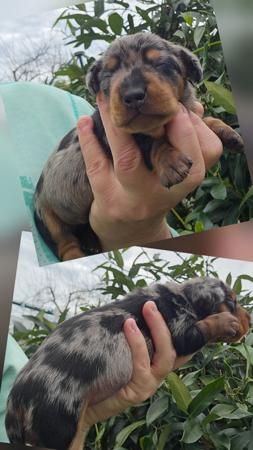 Dachshund (Miniature Smooth Haired) puppy for sale by DAMIEN1