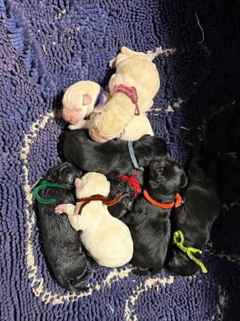 Labrador Retriever puppy for sale by DANCOURT