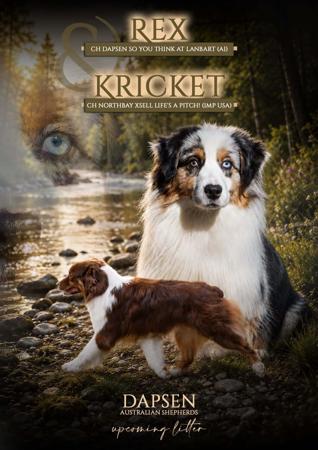 Australian Shepherd puppy for sale by DAPSEN
