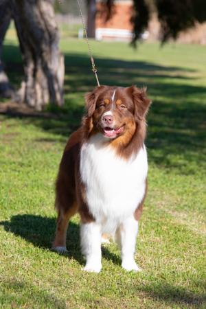 Ch. Dapsen So You Think at Lanbart (AI) Australian Shepherd