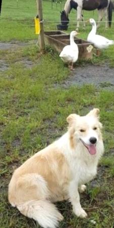 Border Collie for sale by DARKUMGREEN