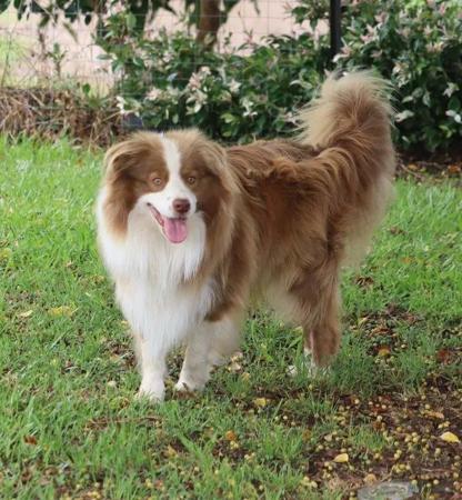 Border Collie for sale by DARKUMGREEN