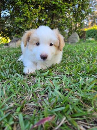 Border Collie puppy for sale by DARKUMGREEN