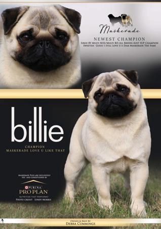 Pug dog for sale by DCUMMINGS