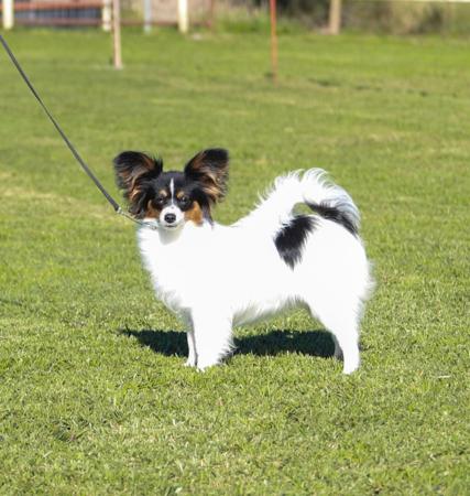 Ch Deferlee Shezashowgirl Papillon