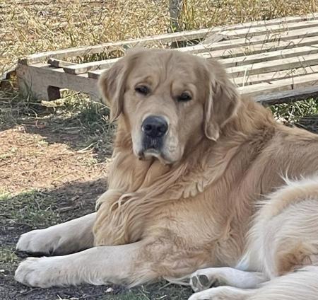 Golden Retriever puppy for sale by DEGEL