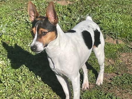 Tenterfield Terrier dog for sale by DEMMUKE