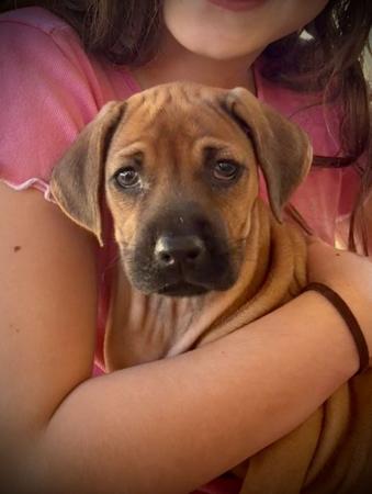 Rhodesian Ridgeback puppy for sale by VALEIGHUNTER