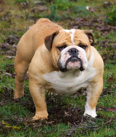 British Bulldog for sale by DEPENDABULL