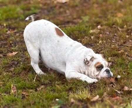 British Bulldog for sale by DEPENDABULL