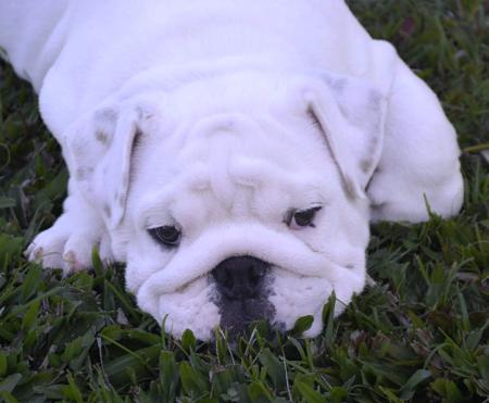 British Bulldog for sale by DEPENDABULL