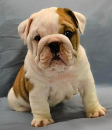 British Bulldog for sale by DEPENDABULL