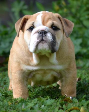 British Bulldog for sale by DEPENDABULL