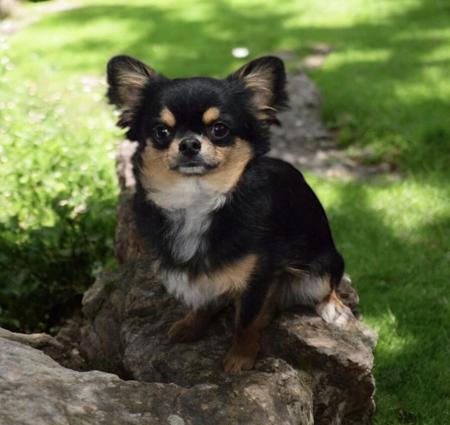 Chihuahua (Long Coat) puppy for sale by DESENEL