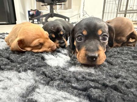 Dachshund (Miniature Smooth Haired) puppy for sale by DEXCELLENCE