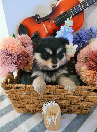 Finnish Lapphund puppy for sale by DIAMONTALI