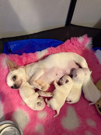 Chihuahua (Smooth Coat) puppy for sale by DIVINECHI