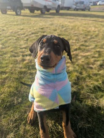 Dobermann puppy for sale by DOBEFISH
