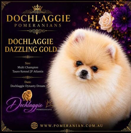 Dochlaggie Dazzling Gold Pomeranian