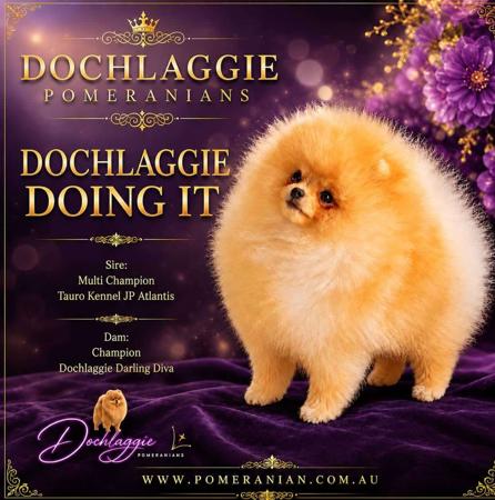 Dochlaggie Doing It Pomeranian