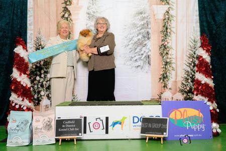 C.I.B. EE.JR.CH.HUN.CH.LTU.CH.LTU.YTH. CH. LVA.JR.CH. Tauro Kennel JP Amor Pomeranian