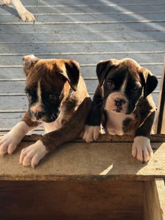 Boxer puppy for sale by DOHA
