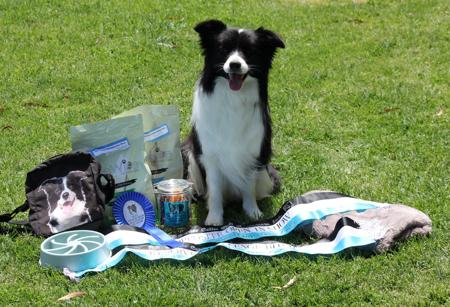 Border Collie puppy for sale by DRINOTONKS