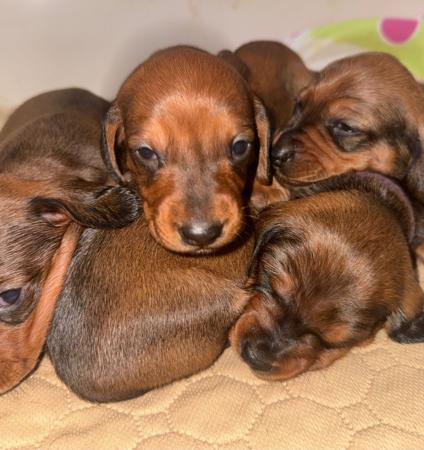 Dachshund (Smooth Haired) puppy for sale by MEINRAD