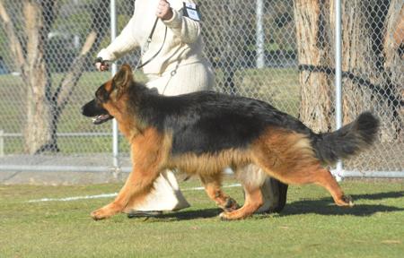 German Shepherd Dog puppy for sale by DROMVIEWKENNELS
