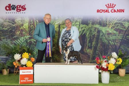 Boston Terrier for sale by DRUMSARA