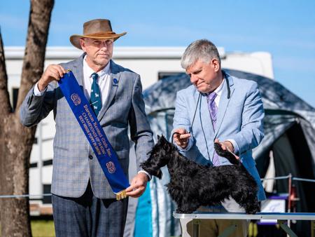Dumbartons Amazing Grace Scottish Terrier