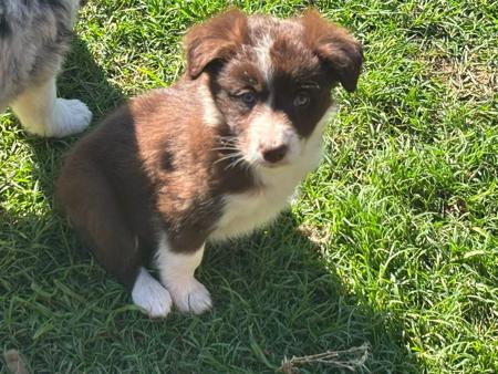 Border Collie puppy for sale by DUNWURKN