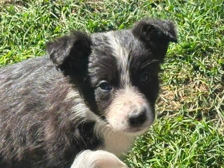 Border Collie puppy for sale by DUNWURKN