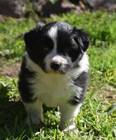 Border Collie puppy for sale by DUSZAH