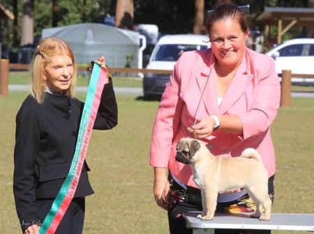 Kabova Bad Influence Pug