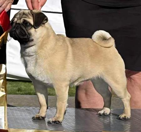 Aust Ch Kabova Little White Lie Pug