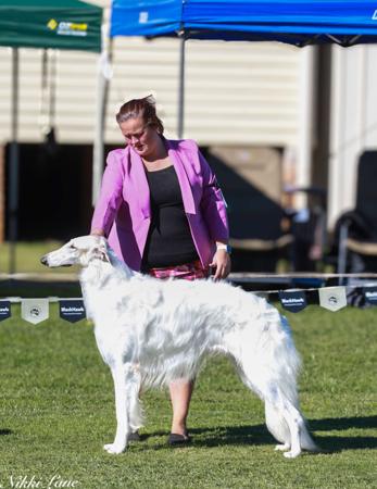 Aust Ch Araparni Darius Borzoi