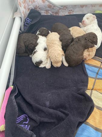 Lagotto Romagnolo puppy for sale by EAGLEOAK