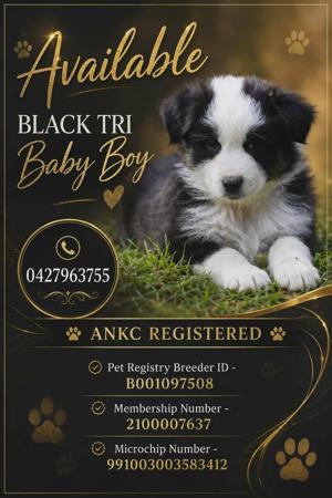 Australian Shepherd puppy for sale by EDENSUNDOWN