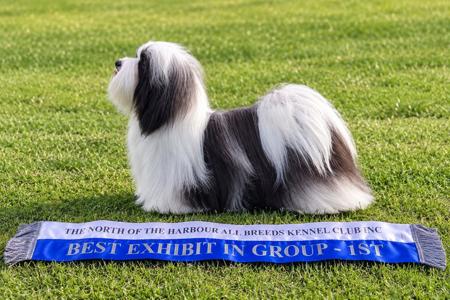 AUST CH Edinglen Where Love Begins Havanese