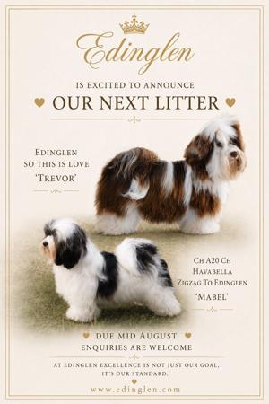 Havanese puppy for sale by EDINGLEN
