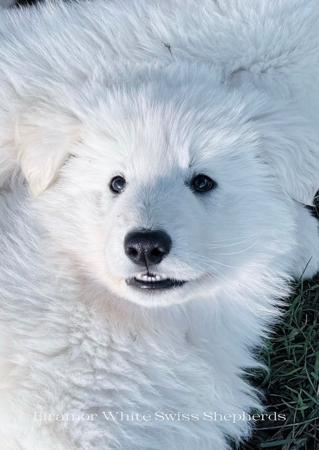 White Swiss Shepherd Dog puppy for sale by EIRAMOR