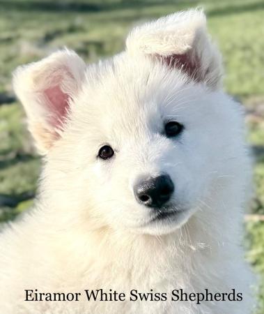 White Swiss Shepherd Dog for sale by EIRAMOR