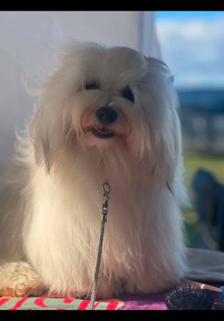 CH Hashki Lovely Lady Havanese
