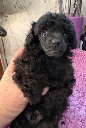 Poodle (Toy) puppy for sale by ELLUJE