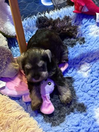 Schnauzer (Miniature) puppy for sale by ELNINAH