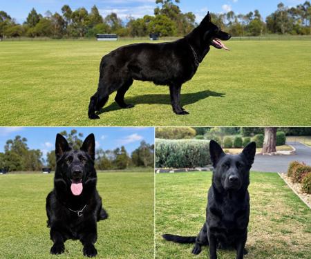 German Shepherd Dog dog for sale by EMMA41657